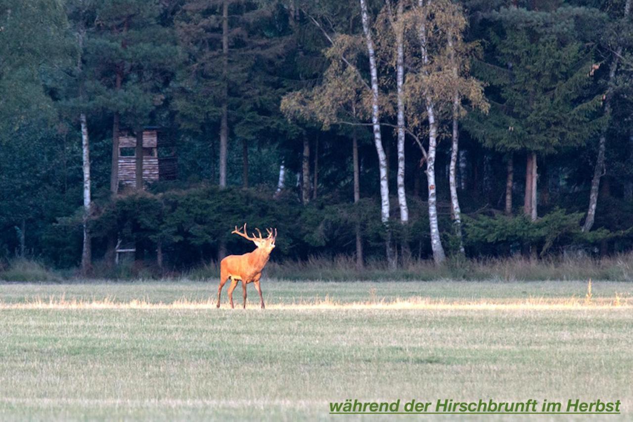Ferienhaus Luneburger Heide Eschede Kültér fotó
