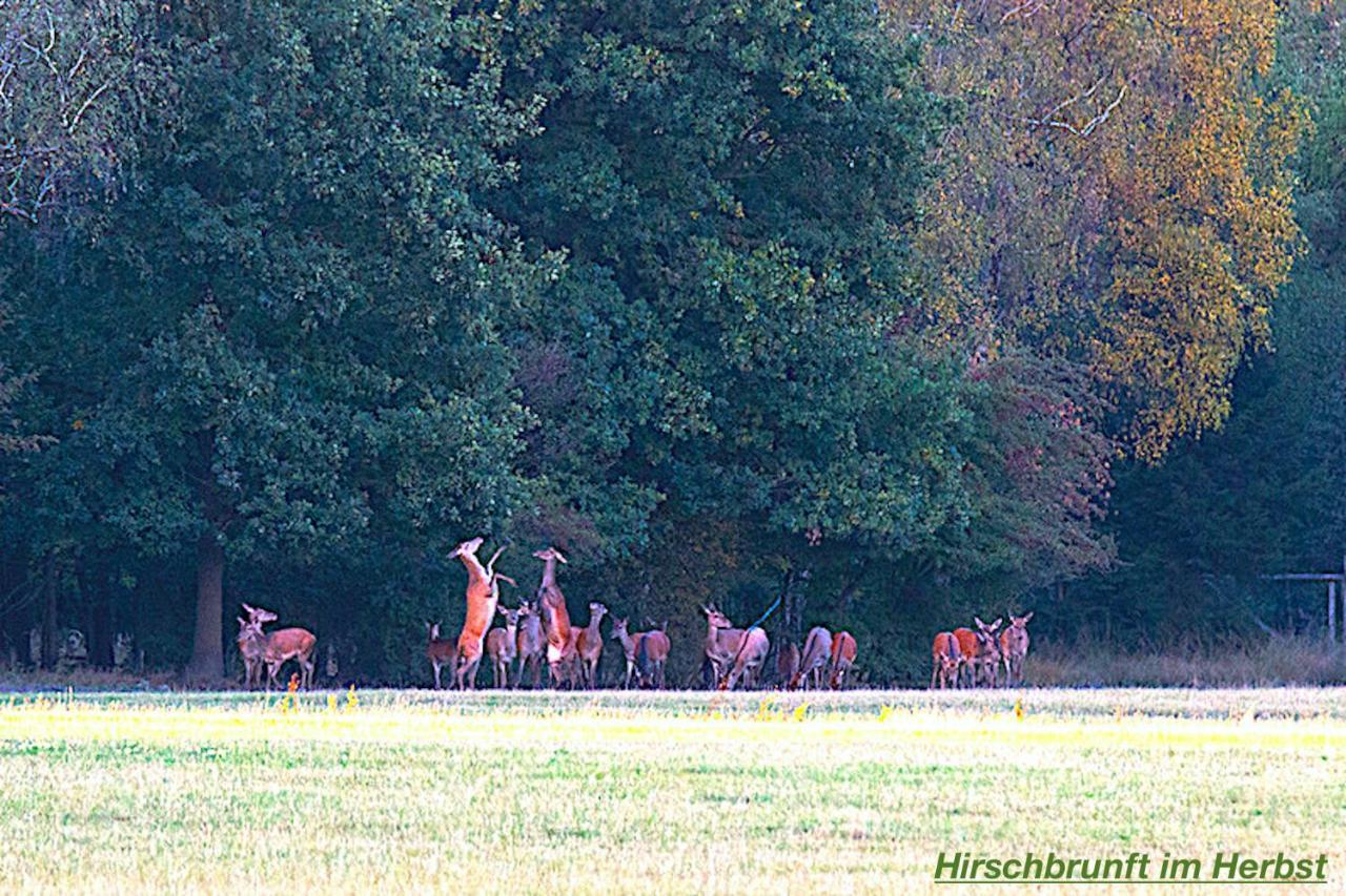 Ferienhaus Luneburger Heide Eschede Kültér fotó