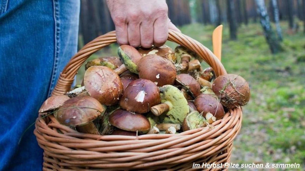 Ferienhaus Luneburger Heide Eschede Kültér fotó